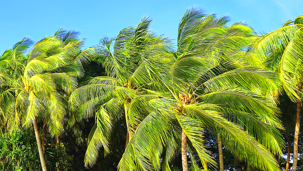 Palm trees, near Nadi, Viti Levu, Fiji, South Pacific