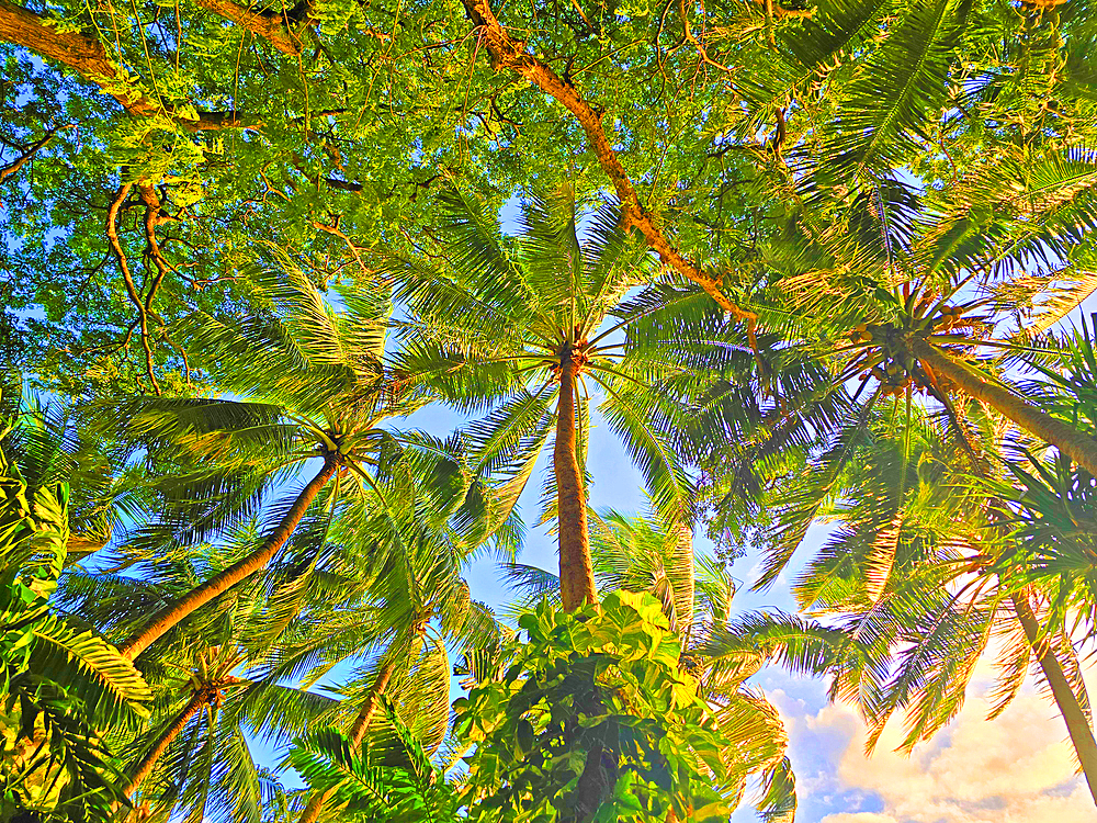 Palm trees, near Nadi, Viti Levu, Fiji, South Pacific