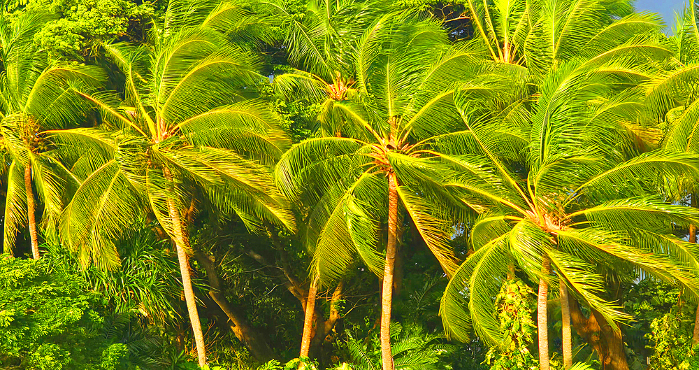 Palm trees, near Nadi, Viti Levu, Fiji, South Pacific