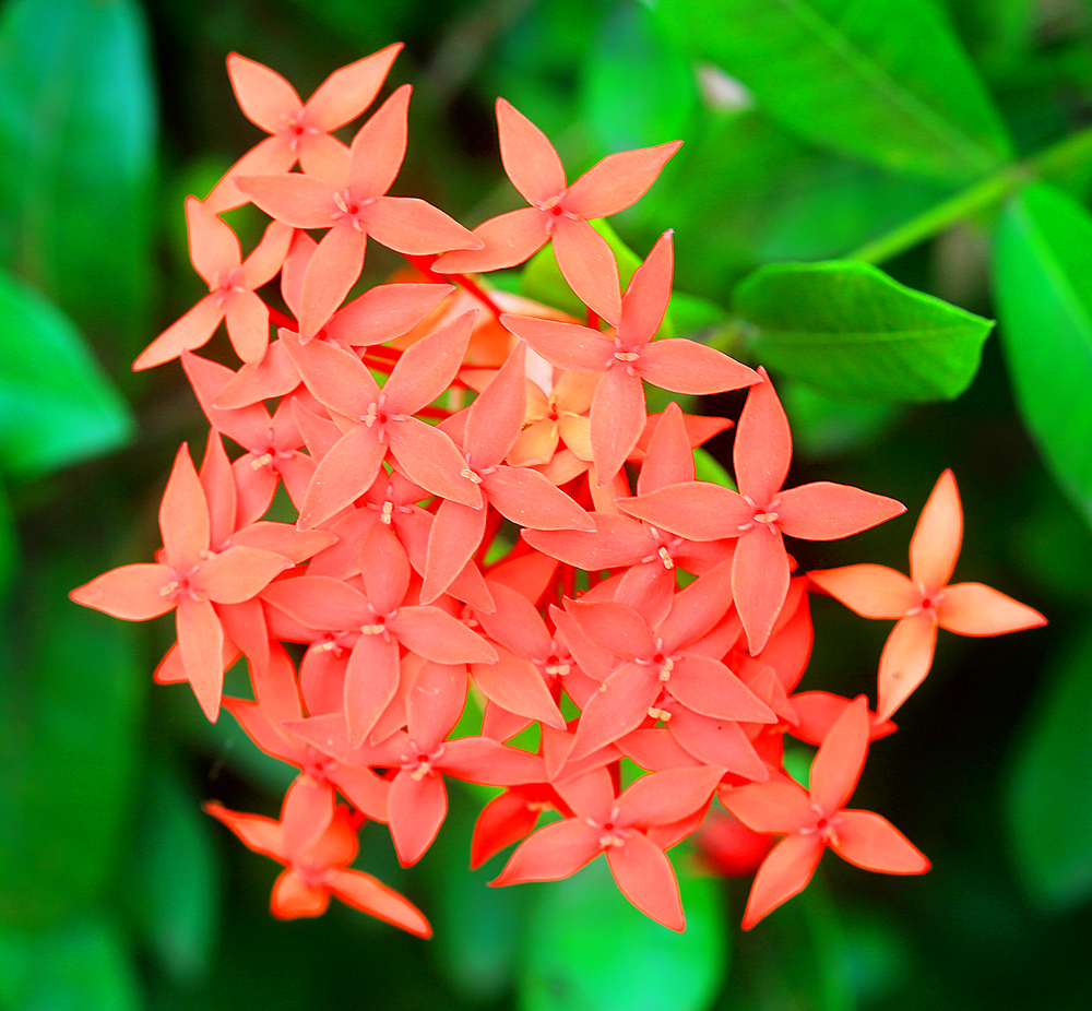 Tropical flower, Viti Levu, Fiji, South Pacific