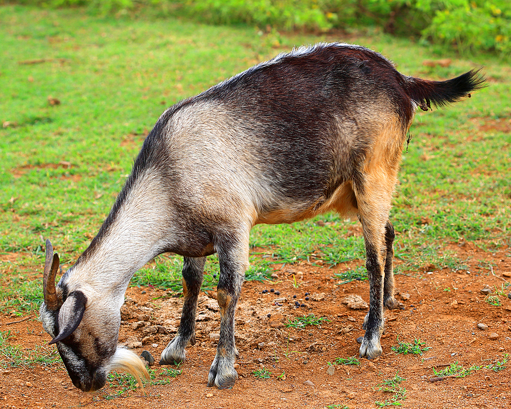 Goat, Viti Levu, Fiji, South Pacific