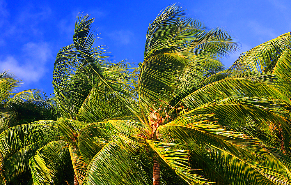 Palm trees, First Landing Beach Resort, Viti Levu, Fiji, South Pacific