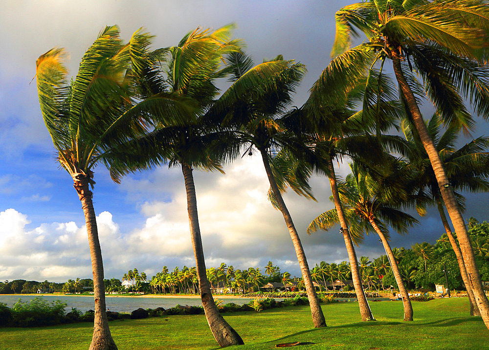 Palm trees, First Landing Beach Resort, Viti Levu, Fiji, South Pacific