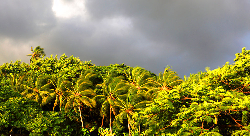 Palm trees, First Landing Beach Resort, Viti Levu, Fiji, South Pacific