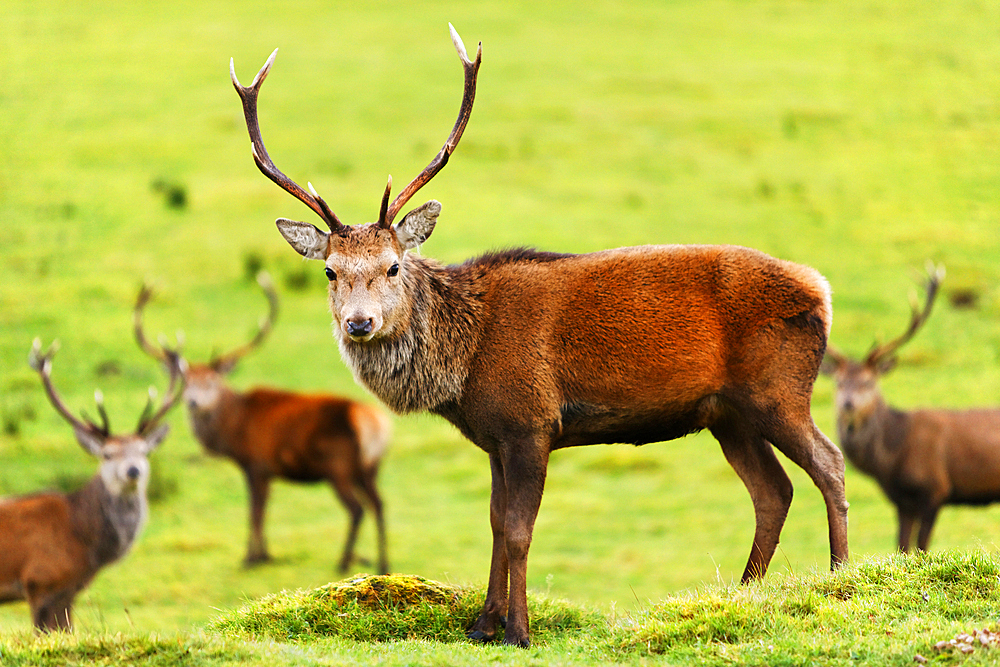 Stag near Loch Ness, Highlands, Scotland, United Kingdom, Europe