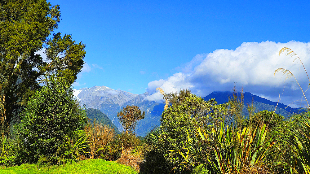 Fox Glacier, South Island, New Zealand
