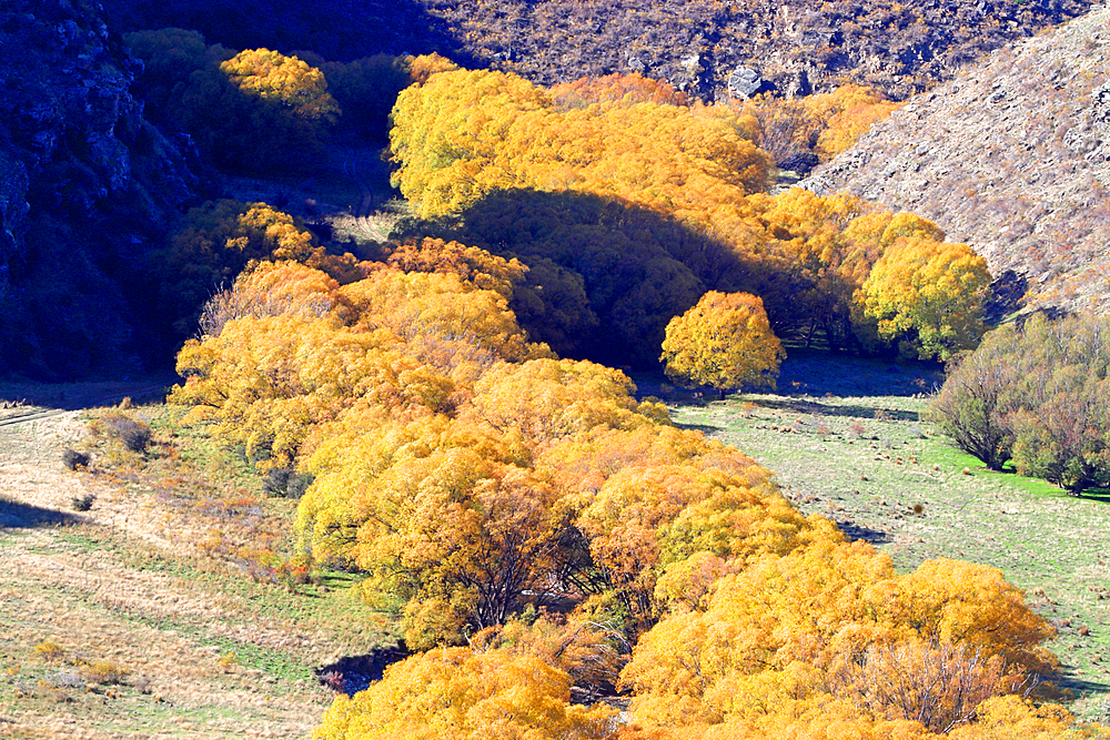 Tree in autumn, South Island, New Zealand