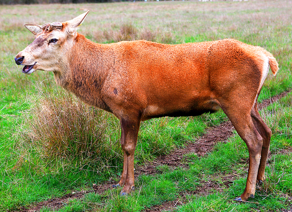 Stag, South Island, New Zealand
