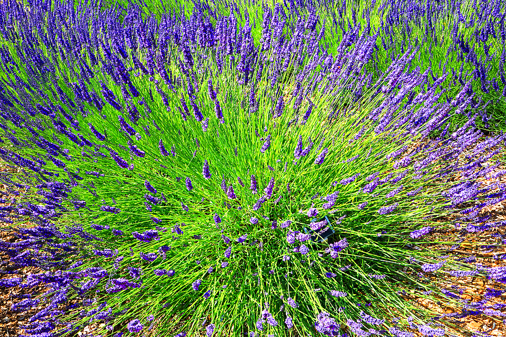 National Collection of Lavender, Norfolk Lavender, near Hunstanton, Norfolk, England, UK