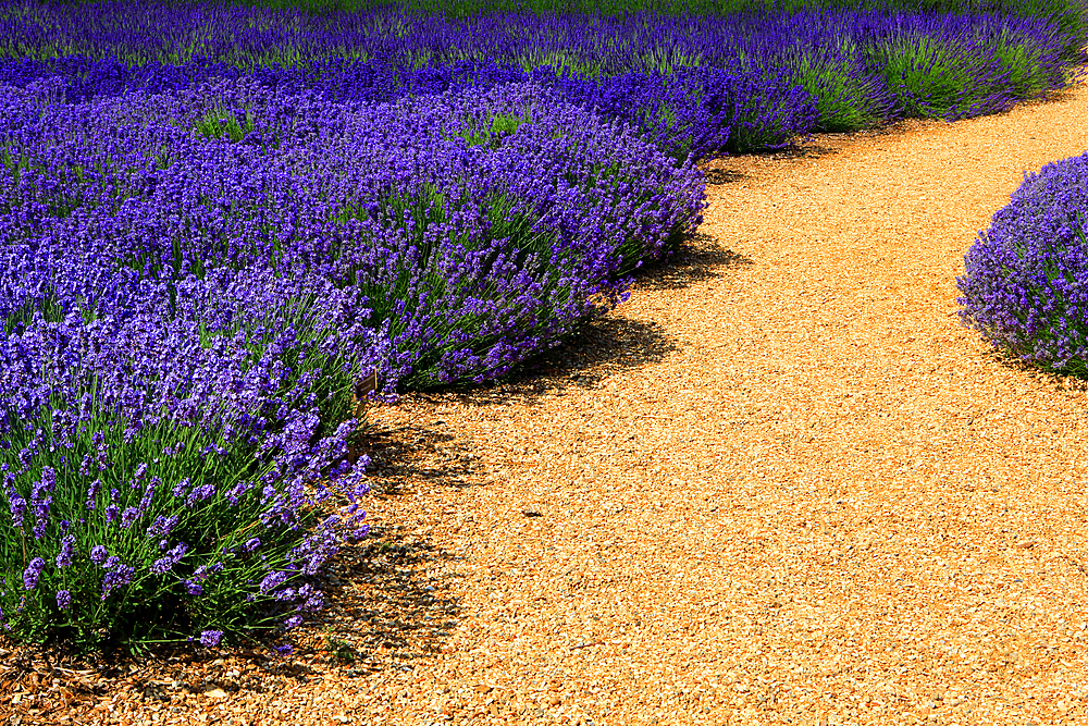 National Collection of Lavender, Norfolk Lavender, near Hunstanton, Norfolk, England, UK