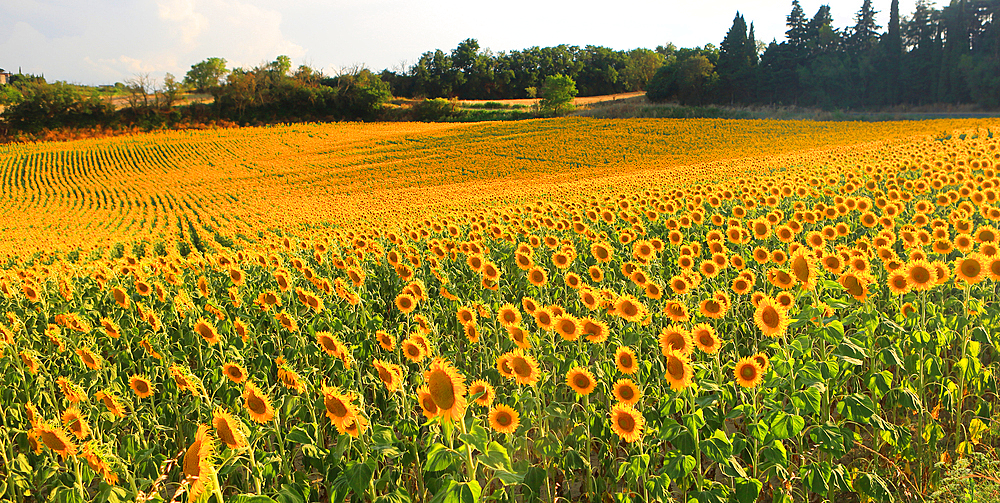 Sunflowers in summer evening light, near Montreal, Ariege, France