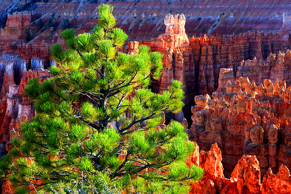 Bryce Canyon, Utah, USA