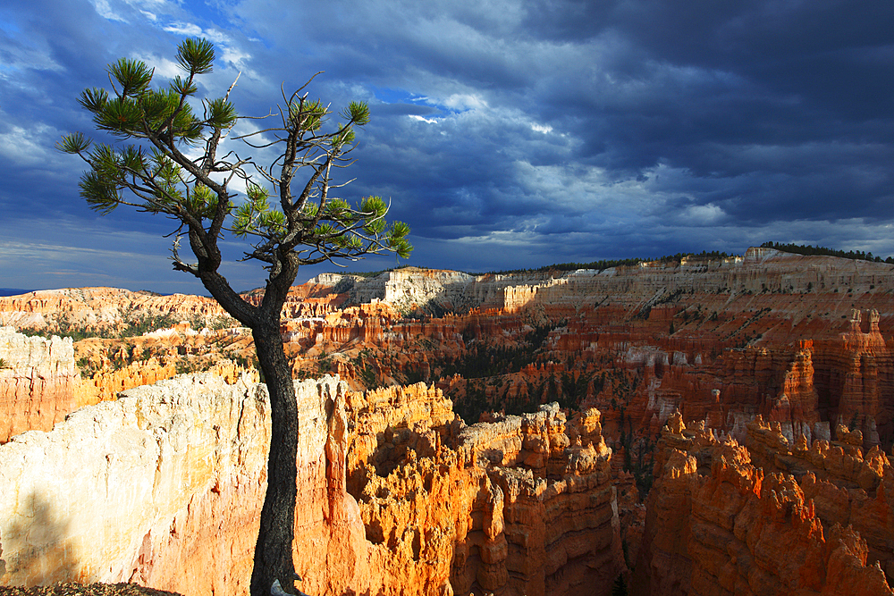 Bristlecone pine tree near Sunset Point, Bryce Canyon, Utah, United States of America, North America