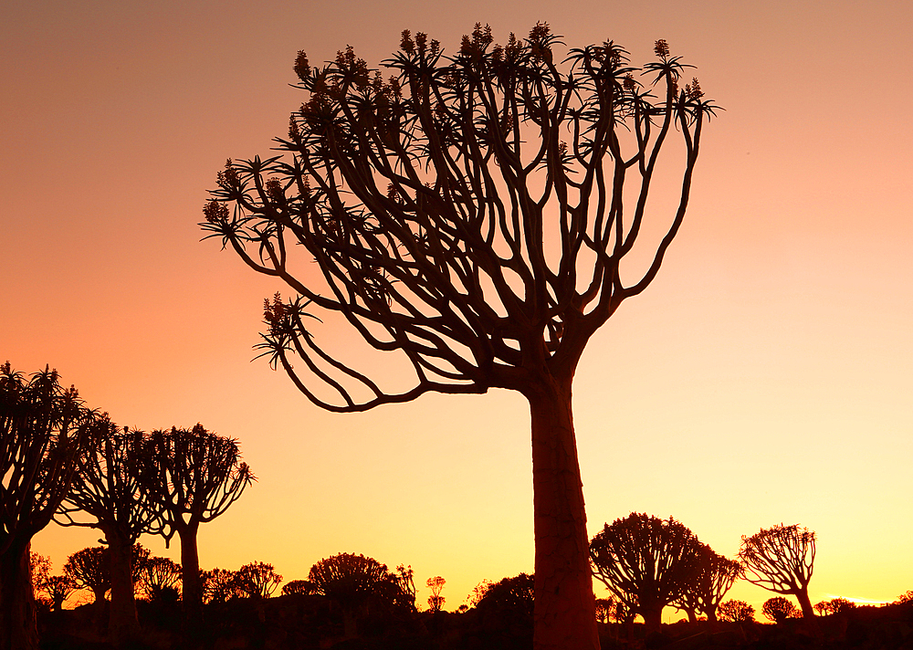 Quiver Tree Forest, Keetmanshoop, Southern Namibia, Africa