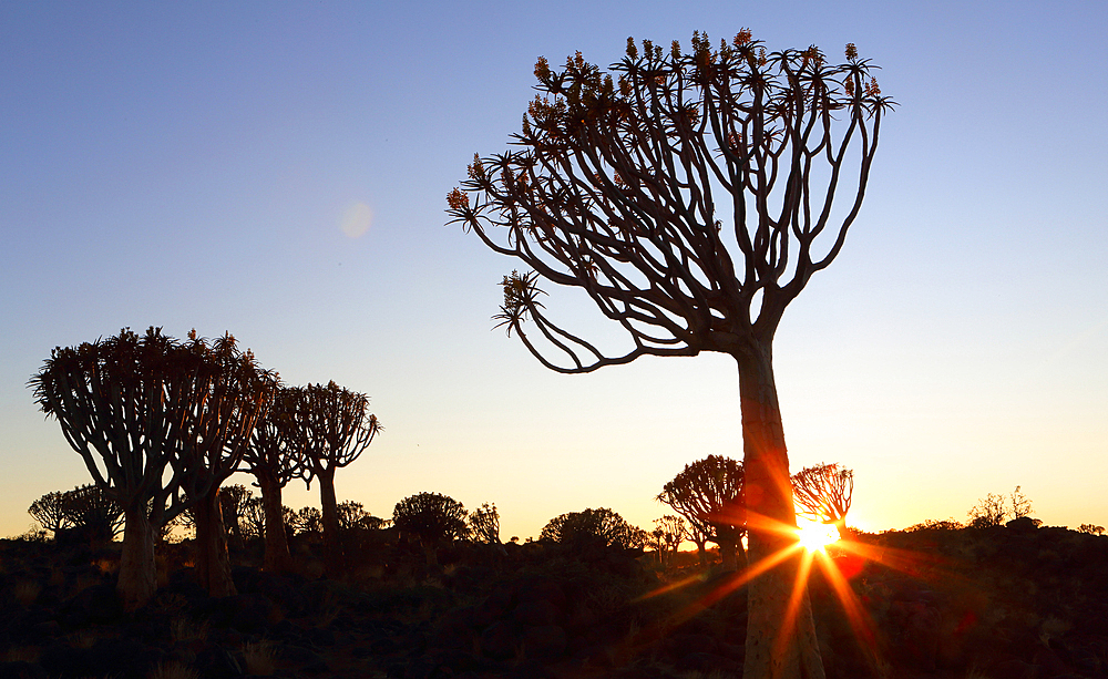 Quiver Tree Forest, Keetmanshoop, Southern Namibia, Africa