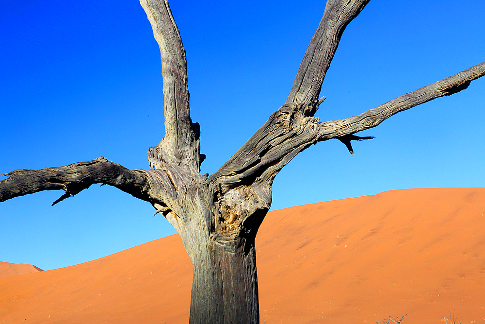 Dead Vlei, Sossusvlei, Namibia, Africa