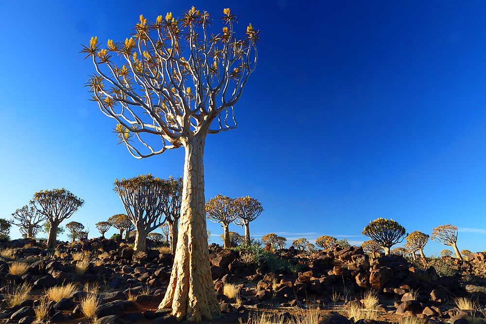 Quiver Tree Forest, Keetmanshoop, Southern Namibia, Africa