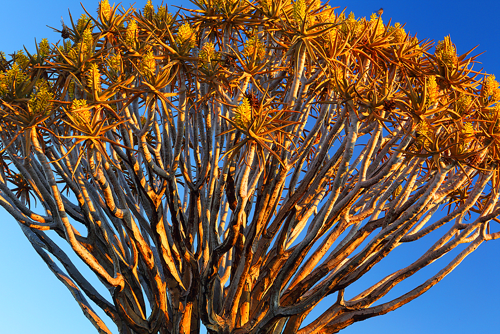 Quiver Tree Forest, Keetmanshoop, Southern Namibia, Africa