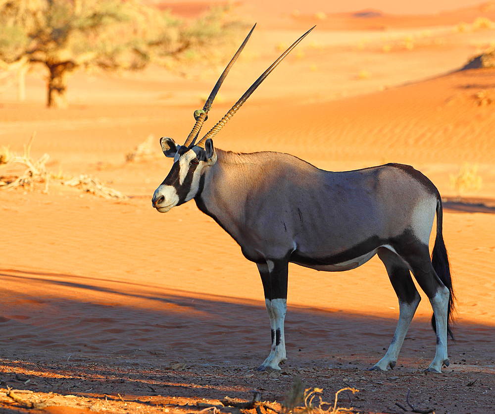 Oryx, Sossusvlei, Namibia, Africa