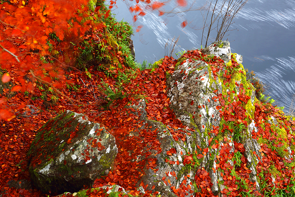 Woodland in autumn near Rogie Falls, Ross-shire, Highlands, Scotland, United Kingdom, Europe