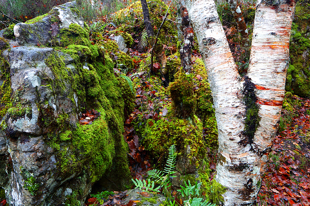 Woodland in autumn near Rogie Falls, Ross-shire, Highlands, Scotland, United Kingdom, Europe