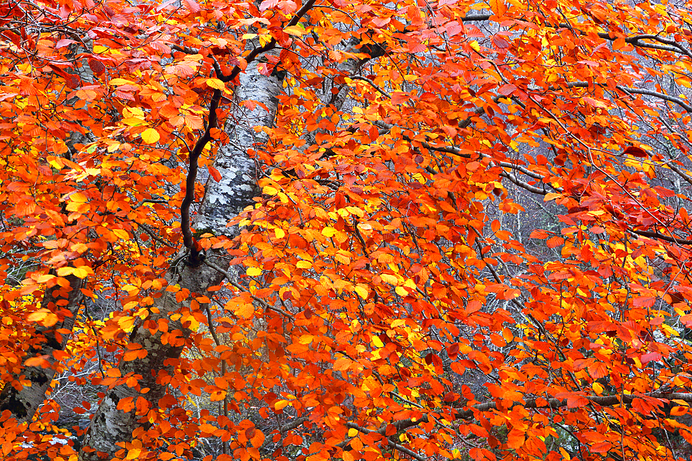 Woodland in autumn near Rogie Falls, Ross-shire, Highlands, Scotland, United Kingdom, Europe