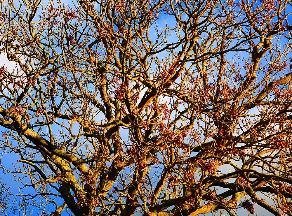 Tree detail, Northumberland, England, United Kingdom, Europe