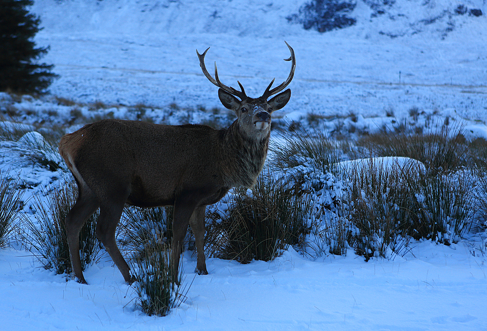 Stag, Rannoch Moor, Highland, Scotland, United Kingdom, Europe