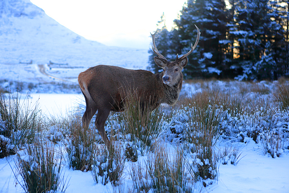 Stag, Rannoch Moor, Highland, Scotland, United Kingdom, Europe