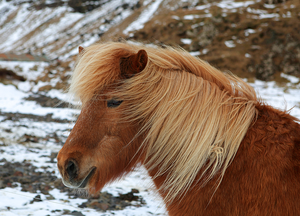 Icelandic pony, Iceland, Polar Regions