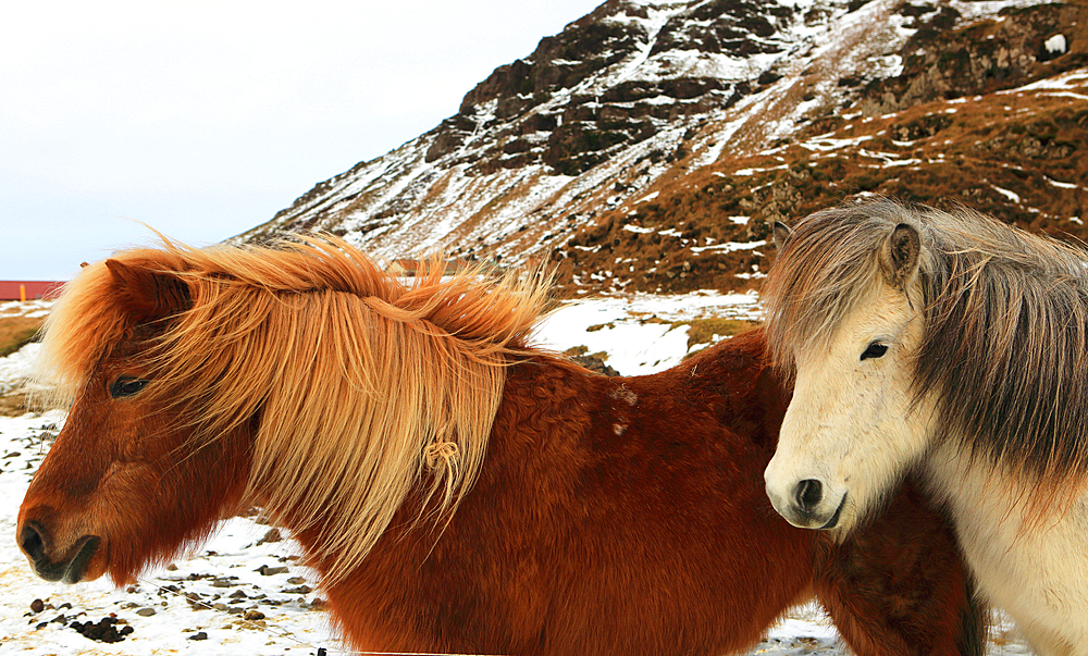 Icelandic ponies, southern Iceland, Polar Regions