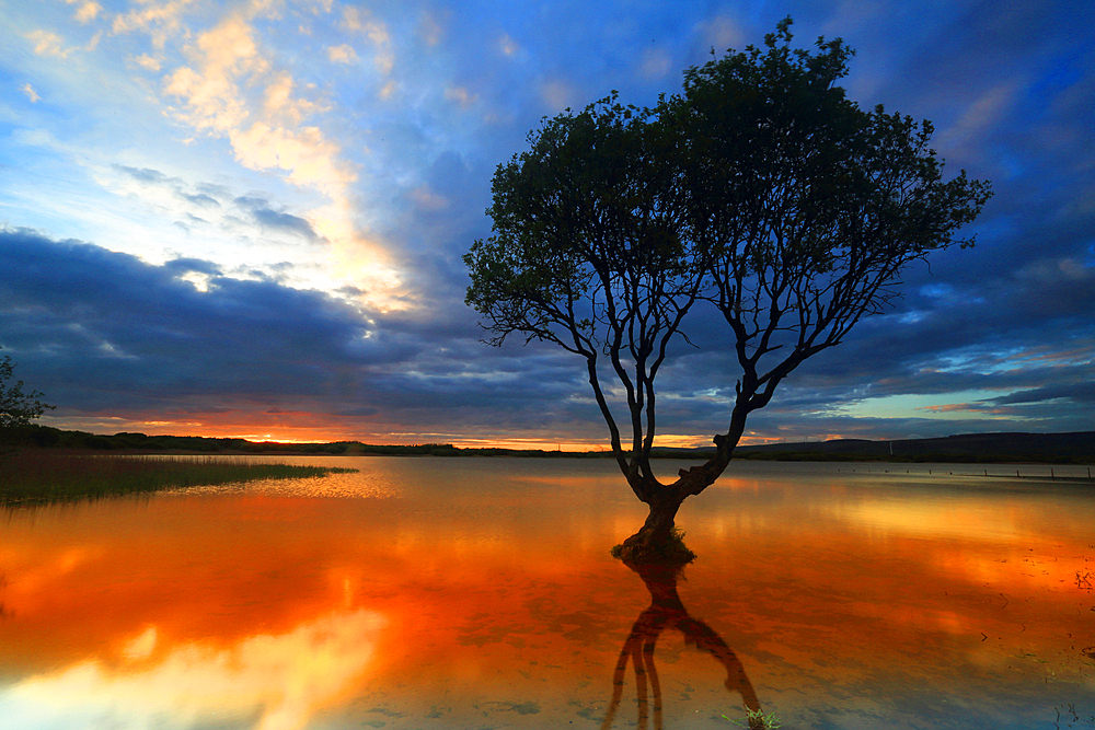 Lone tree at sunset, Kenfig Pool, Kenfig Nature Reserve, South Wales, United Kingdom, Europe