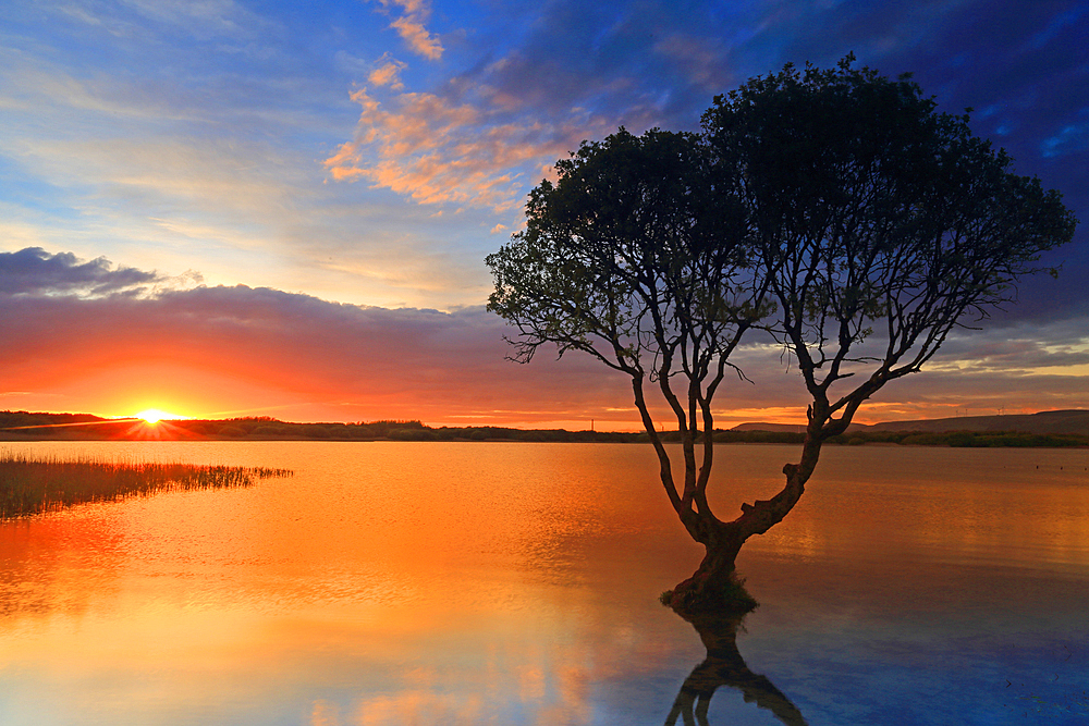 Lone tree at sunset, Kenfig Pool, Kenfig Nature Reserve, South Wales, United Kingdom, Europe