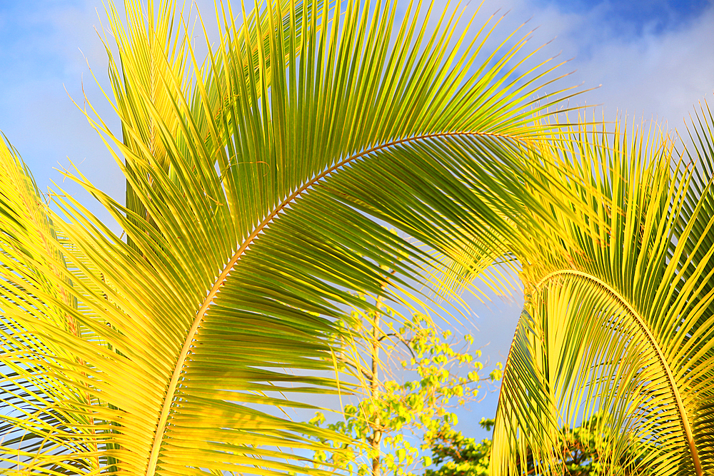 Palm tree details, Bora Bora, French Polynesia, South Pacific, Pacific