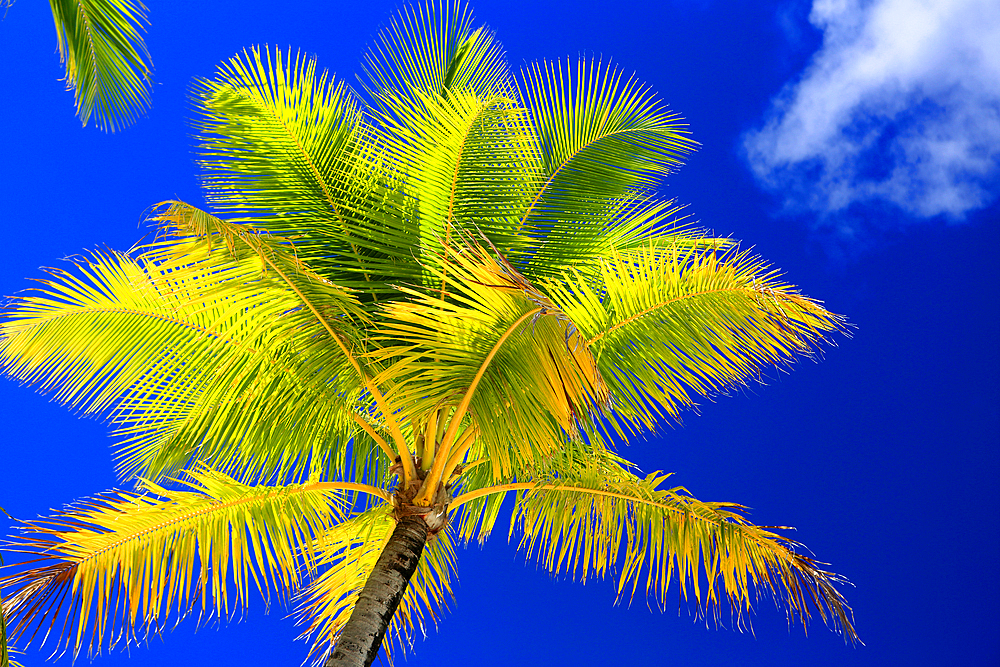 Palm tree, Le Bora Bora by Pearl Resort, Moto Tevairoa island, Bora Bora, French Polynesia, South Pacific, Pacific