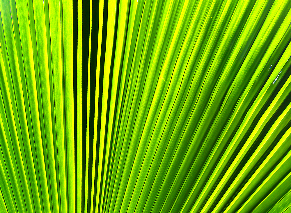 Palm tree detail, Rarotonga, Cook Islands, South Pacific, Pacific