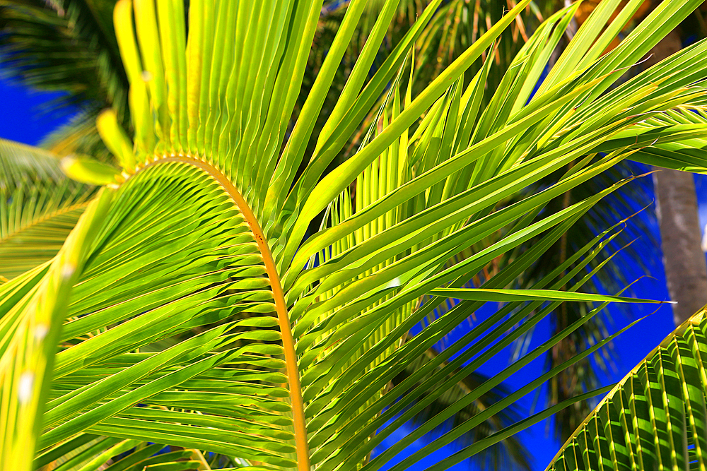 Palm tree detail, Rarotonga, Cook Islands, South Pacific, Pacific