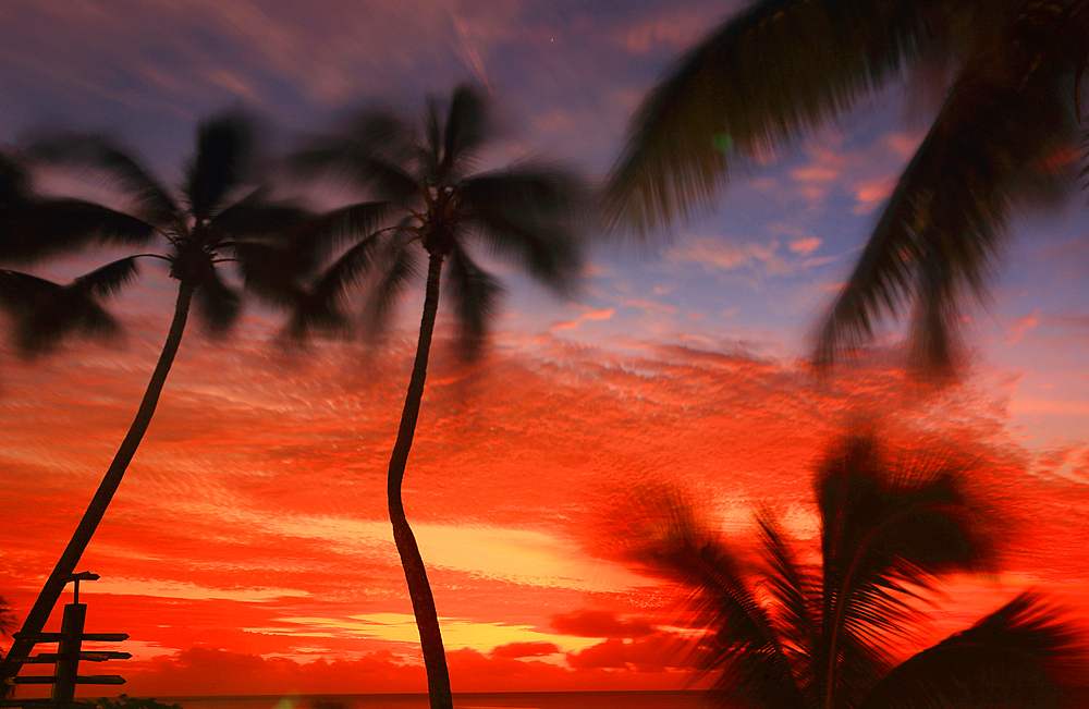 Palm trees and sunset, Edgewater Resort, Rarotonga, Cook Islands, South Pacific, Pacific