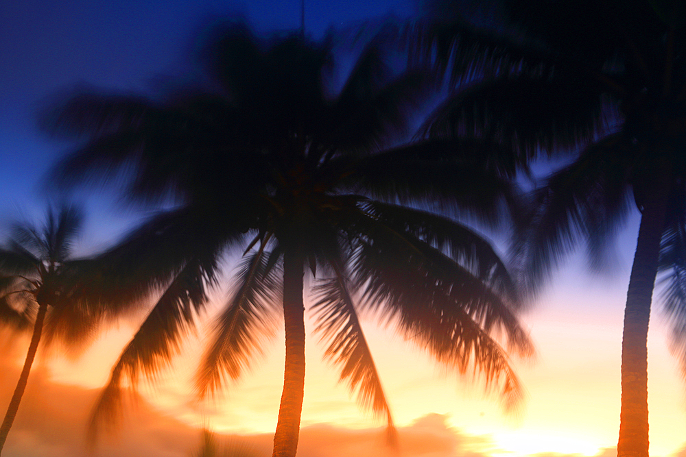 Sunset and palm trees, Edgewater Resort, Rarotonga, Cook Islands, South Pacific, Pacific