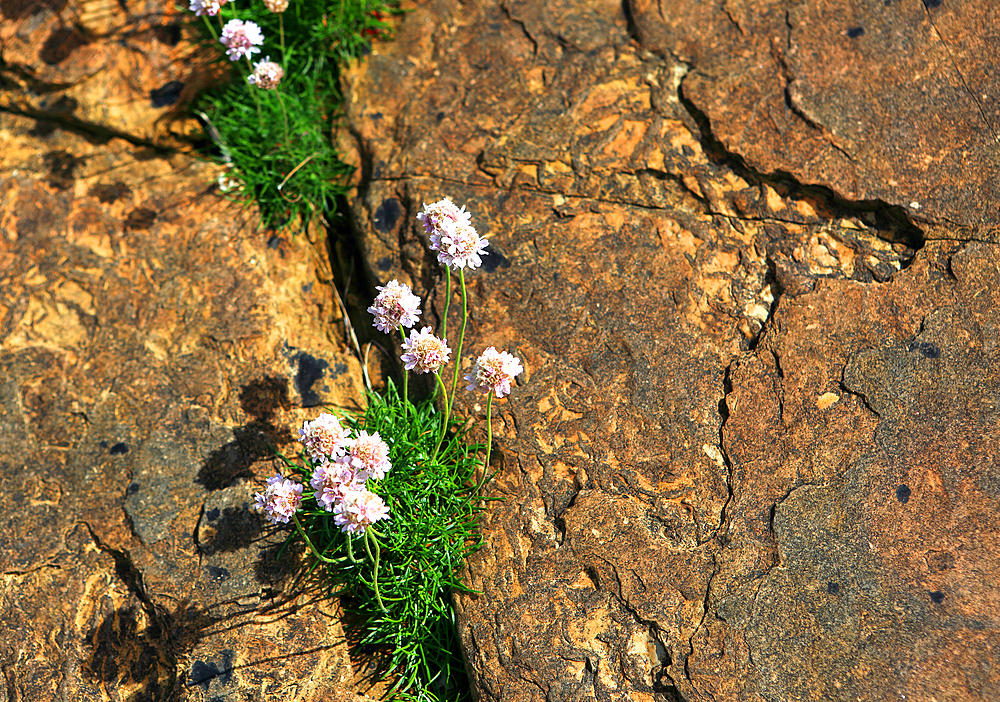 Thrift near Marwick Head, Mainland, Orkney Islands, Scotland, United Kingdom, Europe