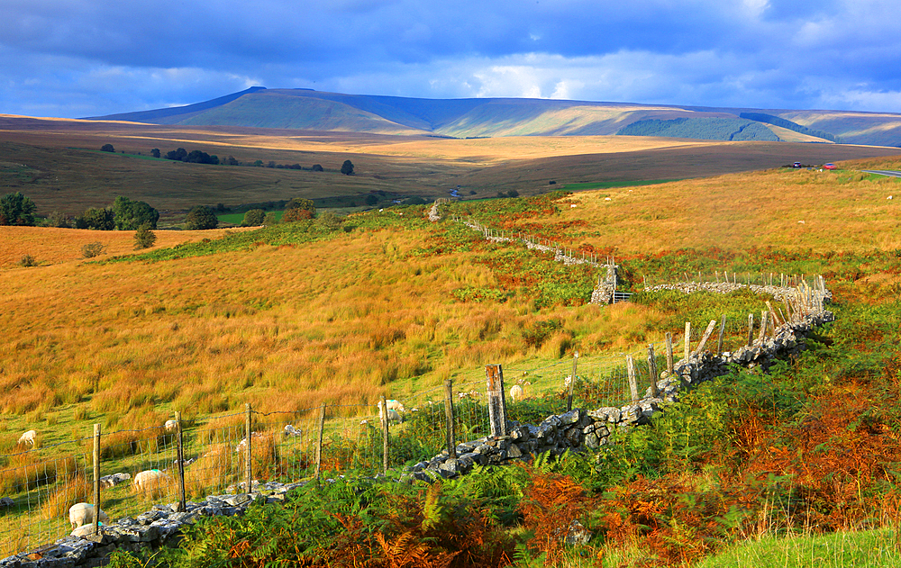 Looking towards Pen-y-Fan, Brecon Beacons, Powys, Wales, United Kingdom, Europe