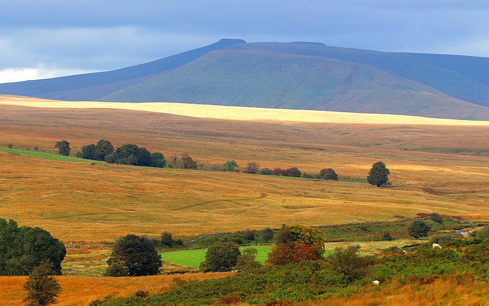 Looking towards Pen-y-Fan, Brecon Beacons, Powys, Wales, United Kingdom, Europe