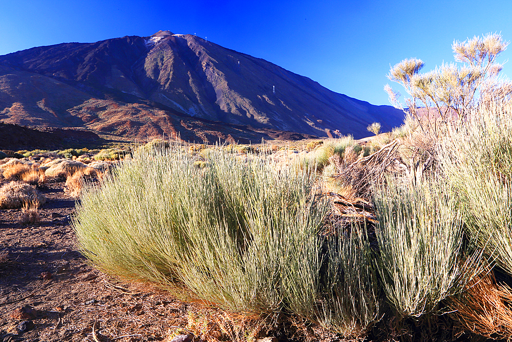 El Teide National Park, UNESCO World Heritage Site, Tenerife, Canary Islands, Spain, Atlantic, Europe