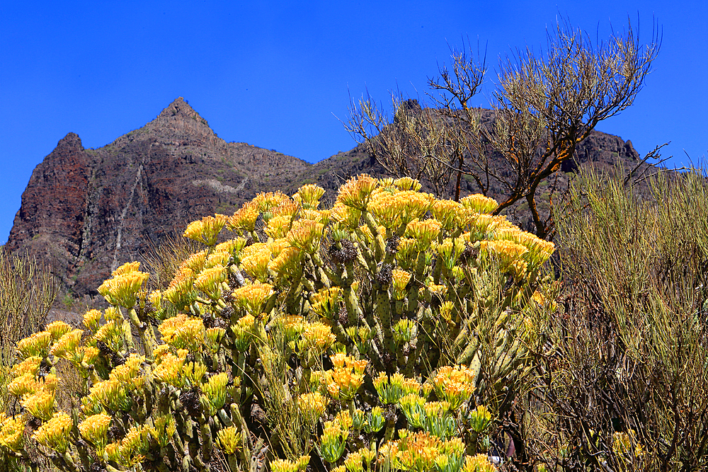 Mountains near Masca, north west Tenerife, Canary Islands, Spain, Atlantic, Europe