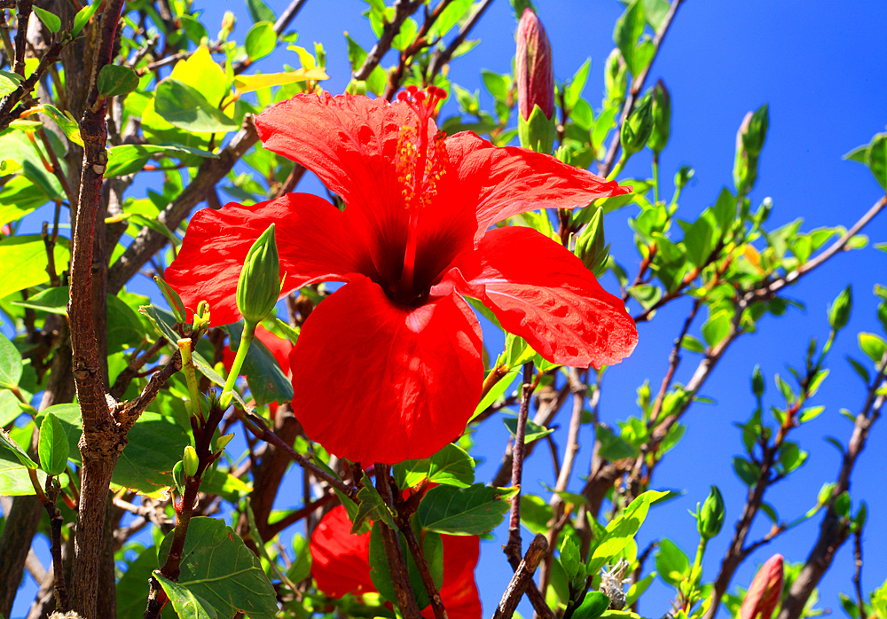 Red Hibiscus, Tenerife, Canary Islands,