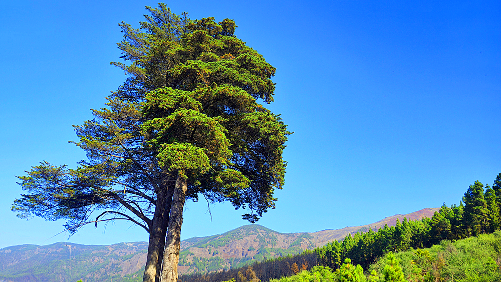 El Teide National Park, UNESCO World Heritage Site, Tenerife, Canary Islands, Spain, Atlantic, Europe