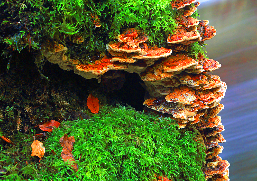 Fungus on tree trunk, Pyrddin Gorge, Pontneddfechan, Neath Valley, South Wales, United Kingdom, Europe