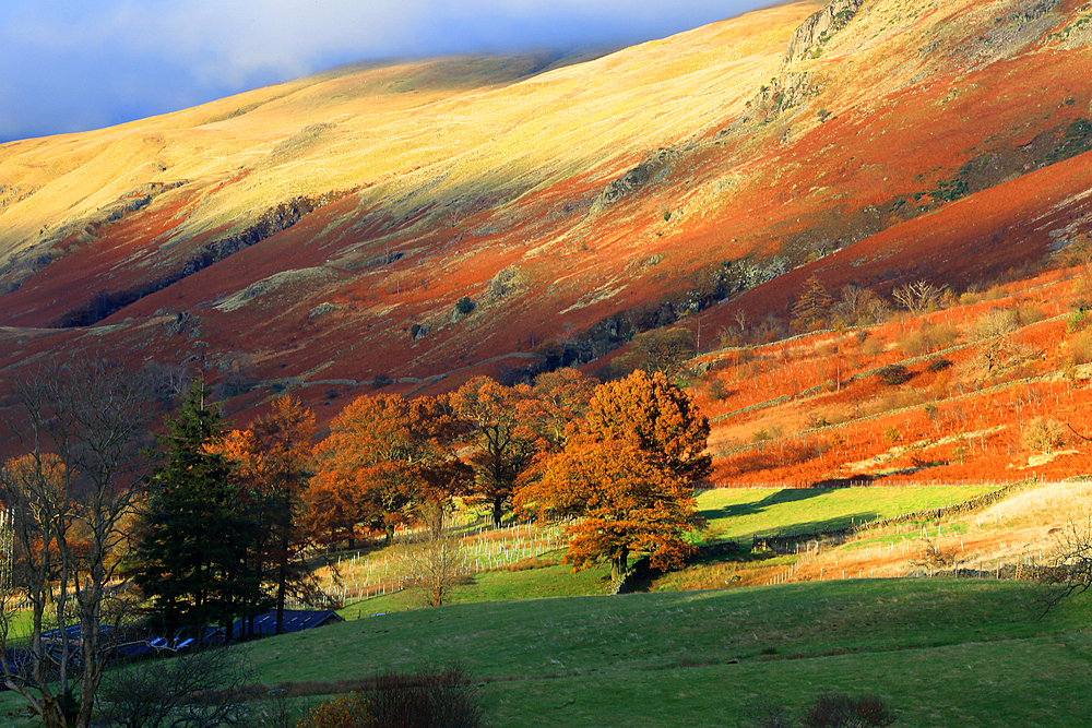 Fell detail above Grasmere, Lake District National Park, UNESCO World Heritage Site, Cumbria, England, United Kingdom, Europe