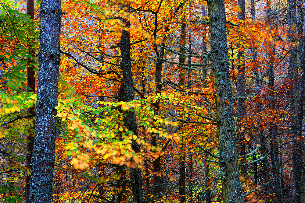 Woodland at Rogie Falls, Highland, Scotland