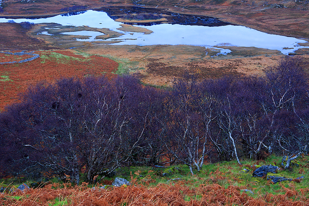 Tree detail, Sutherland moorland, Highland, Scotland